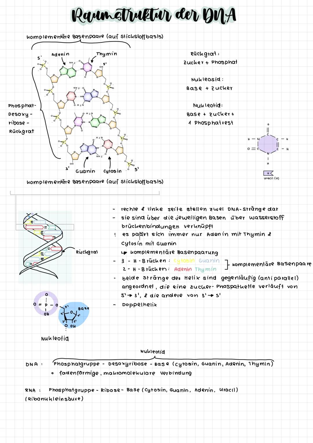 komplementare Basenpaare (auf stickstoff basis)
Phosphat-
Desoxy -
ribose -
Rückgrat
Adenin
O
O=P-0
OH
DNA :
RNA :
Raumstruktur der DNA
Guan