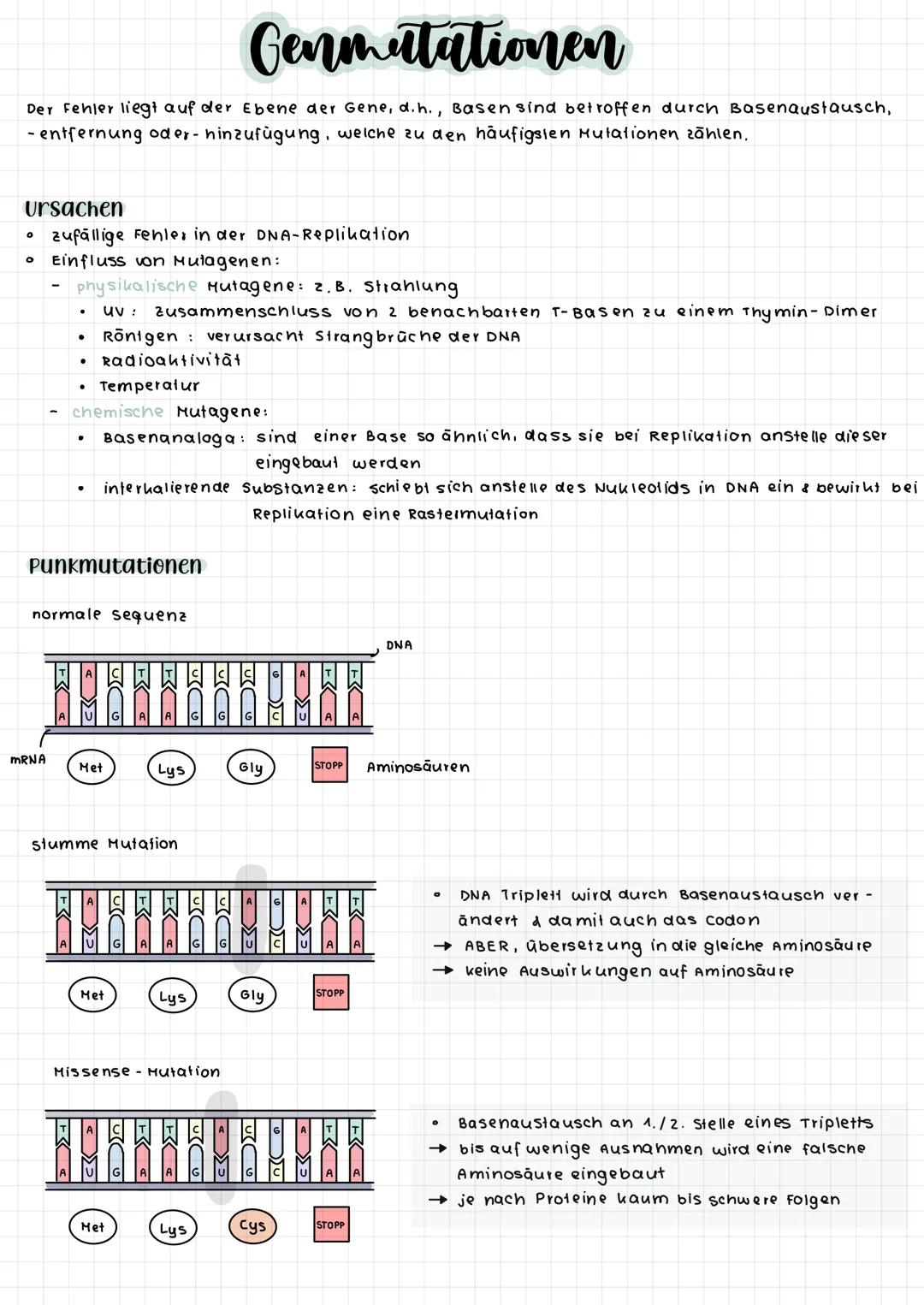 komplementare Basenpaare (auf stickstoff basis)
Phosphat-
Desoxy -
ribose -
Rückgrat
Adenin
O
O=P-0
OH
DNA :
RNA :
Raumstruktur der DNA
Guan