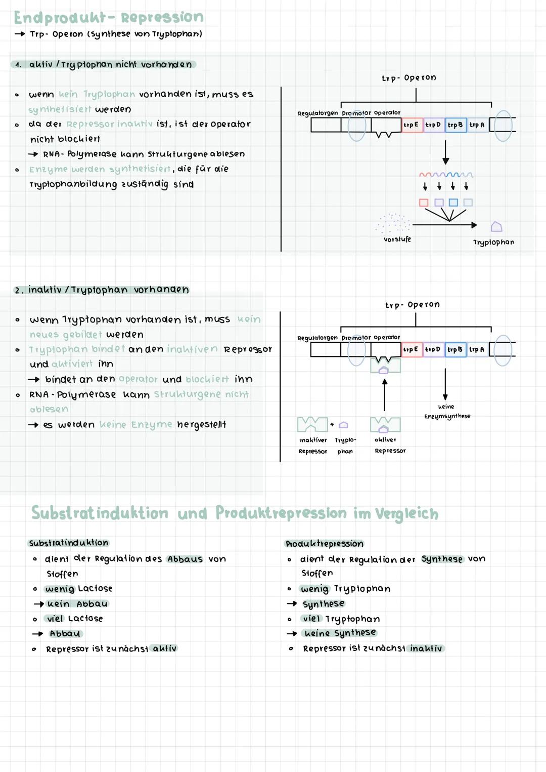 komplementare Basenpaare (auf stickstoff basis)
Phosphat-
Desoxy -
ribose -
Rückgrat
Adenin
O
O=P-0
OH
DNA :
RNA :
Raumstruktur der DNA
Guan