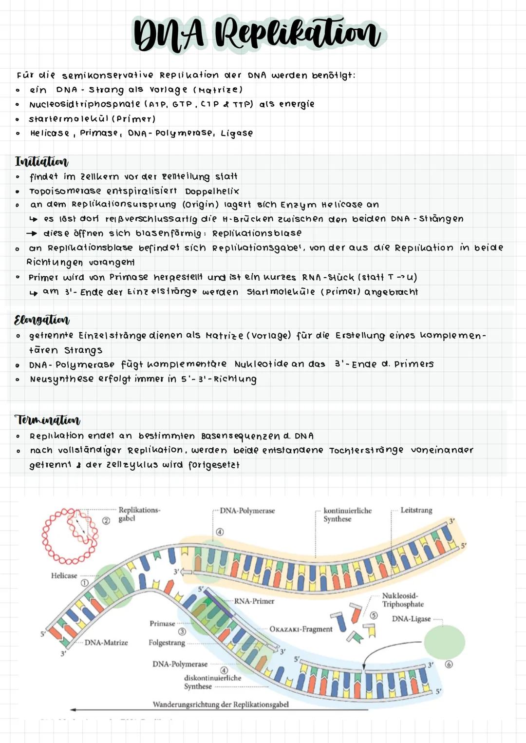 komplementare Basenpaare (auf stickstoff basis)
Phosphat-
Desoxy -
ribose -
Rückgrat
Adenin
O
O=P-0
OH
DNA :
RNA :
Raumstruktur der DNA
Guan