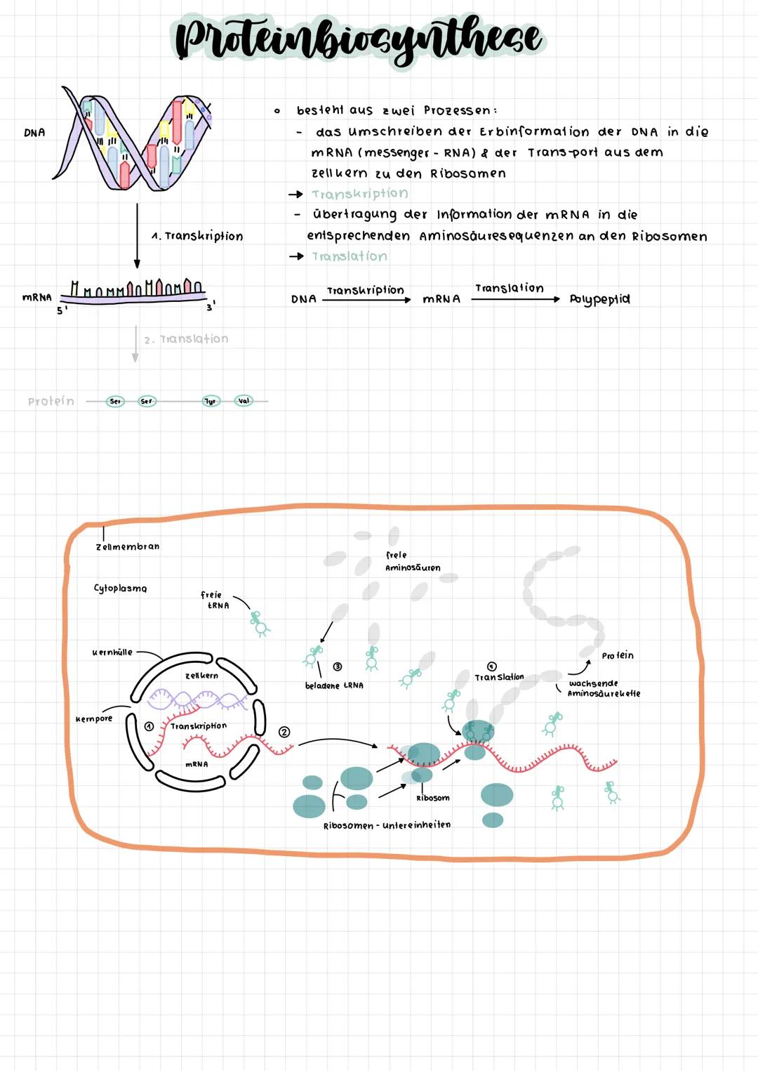 komplementare Basenpaare (auf stickstoff basis)
Phosphat-
Desoxy -
ribose -
Rückgrat
Adenin
O
O=P-0
OH
DNA :
RNA :
Raumstruktur der DNA
Guan