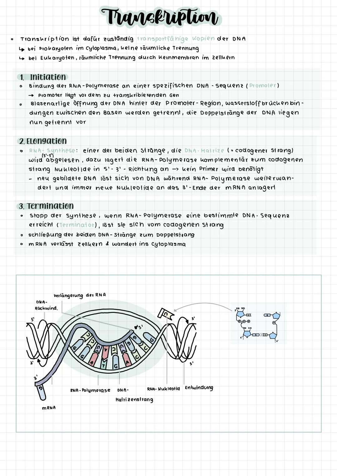 komplementare Basenpaare (auf stickstoff basis)
Phosphat-
Desoxy -
ribose -
Rückgrat
Adenin
O
O=P-0
OH
DNA :
RNA :
Raumstruktur der DNA
Guan