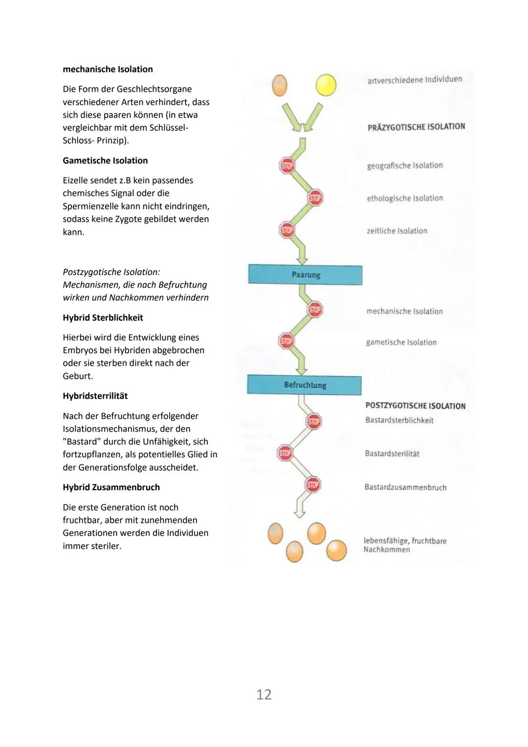 Biologie: (50% Klausur) Evolution
1) Evolutionstheorien
Carl von Linne (1707-1778)
schwedischer Naturforscher und Mediziner
vertrat die Lehr