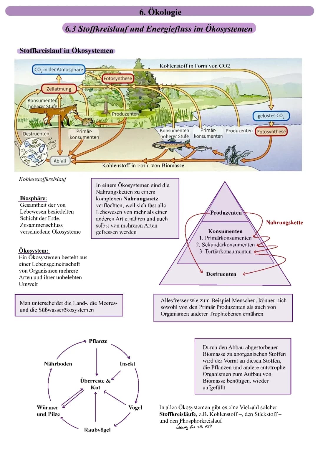 Biologie eA Ökologie - Ökosysteme Wald und Moor, Energiefluss in Ökosystemen