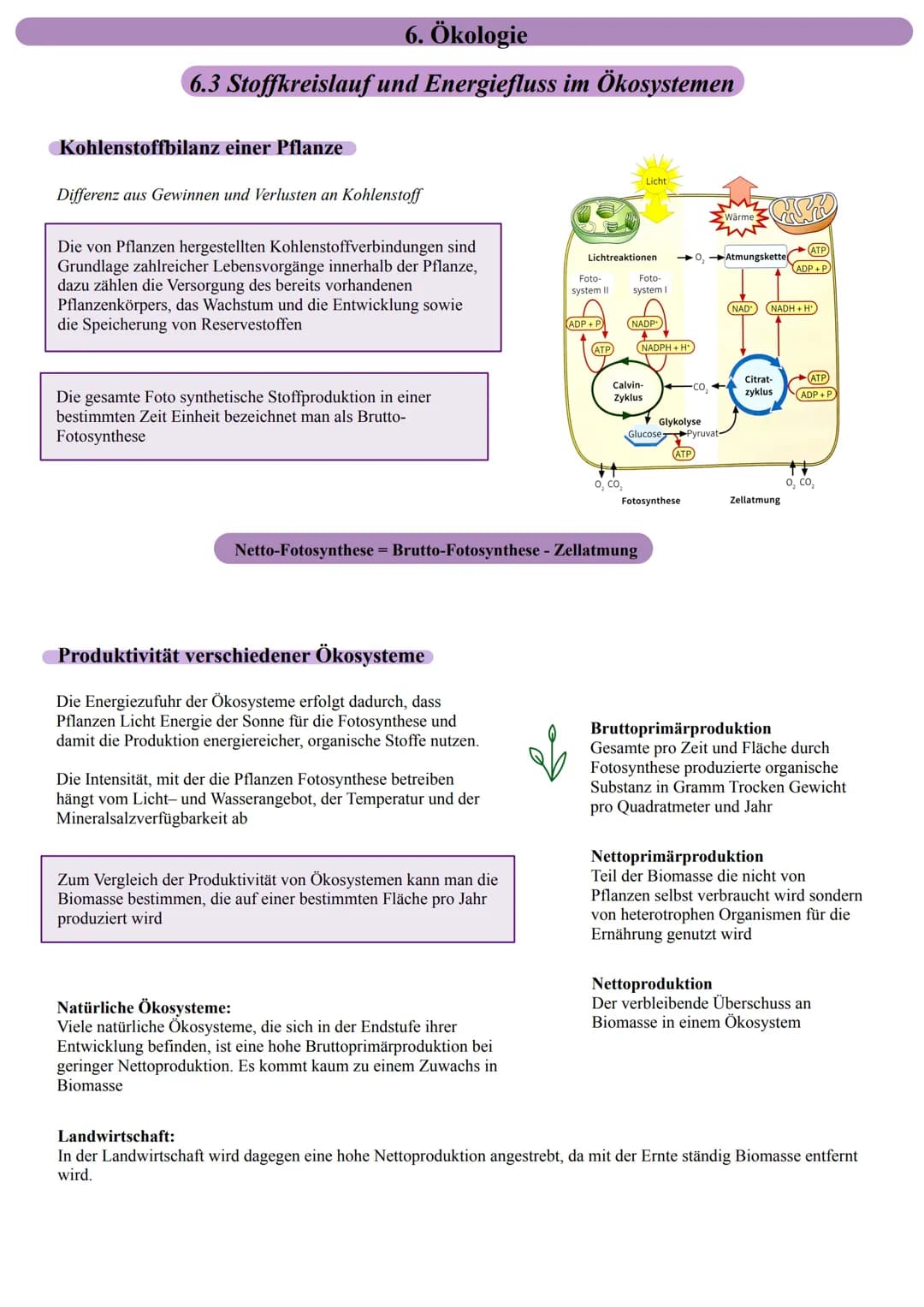 Stoffkreislauf in Ökosystemen
www
CO, in der Atmosphäre
Konsumenten]|
höherer Stufe
6. Ökologie
6.3 Stoffkreislauf und Energiefluss im Ökosy