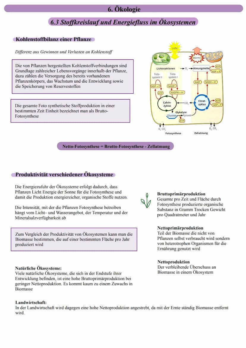 Stoffkreislauf in Ökosystemen
www
CO, in der Atmosphäre
Konsumenten]|
höherer Stufe
6. Ökologie
6.3 Stoffkreislauf und Energiefluss im Ökosy