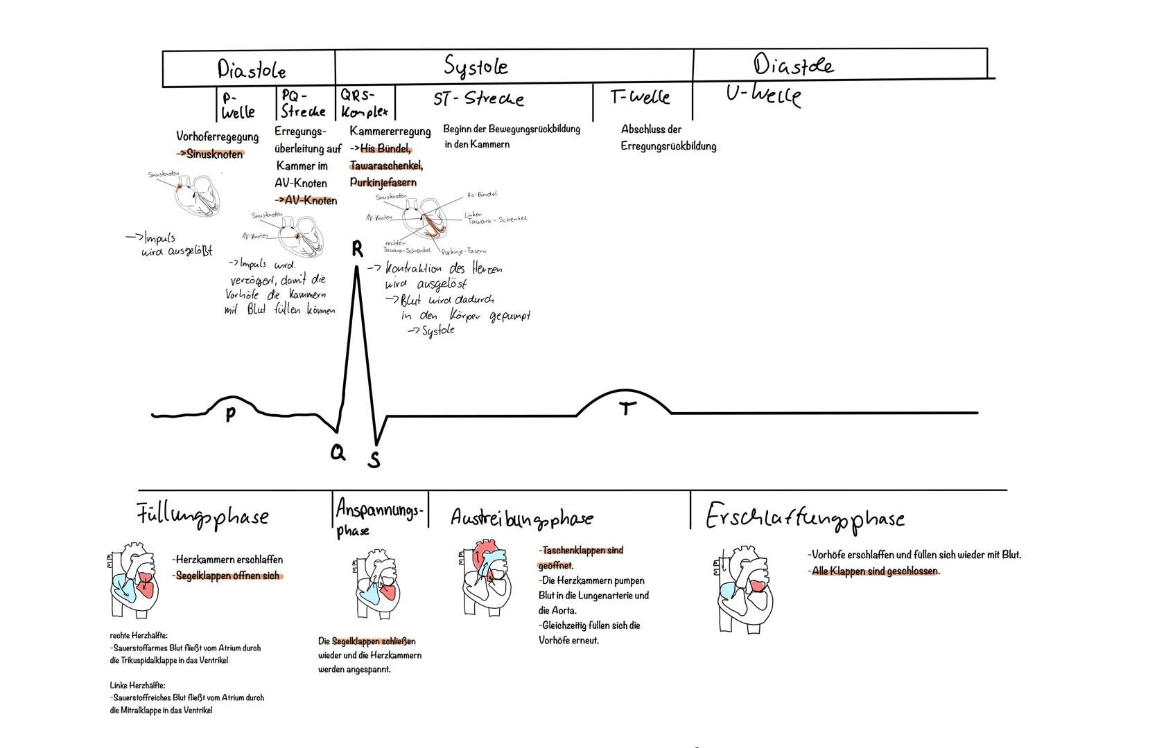 # ΒΡΕ 7.2

EKG und Erregung leitungssystem

Die Schülerinnen und Schüler beschreiben die anatomischen Strukturen des Erregungsbildungs- und
