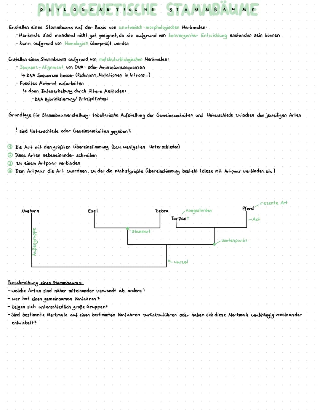 evolution
Ursachen von Evolution
Synthetische Theorie
Grundzüge von DARWIN wurden bestätigt und durch neue Erkenntnisse (insb. der Genetik u