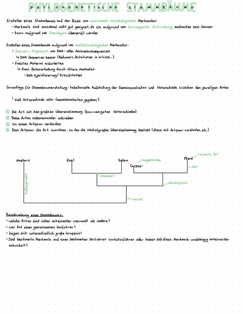 evolution
Ursachen von Evolution
Synthetische Theorie
Grundzüge von DARWIN wurden bestätigt und durch neue Erkenntnisse (insb. der Genetik u
