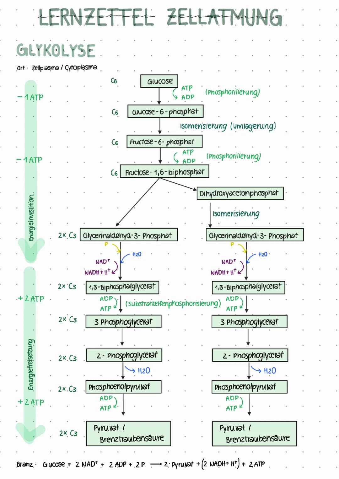 How Cells Turn Sugar into Energy: Exploring Glycolysis, Pyruvate, and the Mitochondria Powerhouse