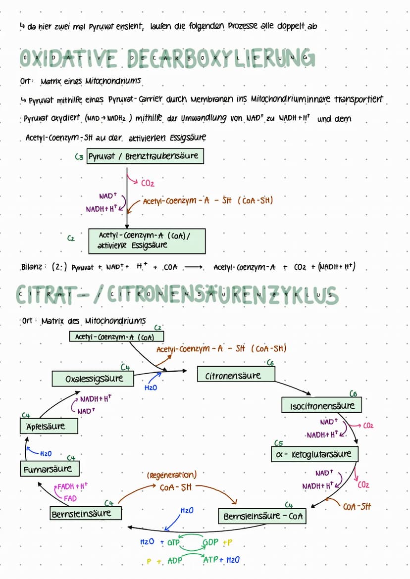GLYKOLYSE
Ort: Zellplasma/Cytoplasma
LERNZETTEL ZELLATMUNG
-1 ATP
= 1 ATP
Energieinvestition.
.+ 2 ATP
Energiefreisetzung
+2ATP.
2x C3
2x C3