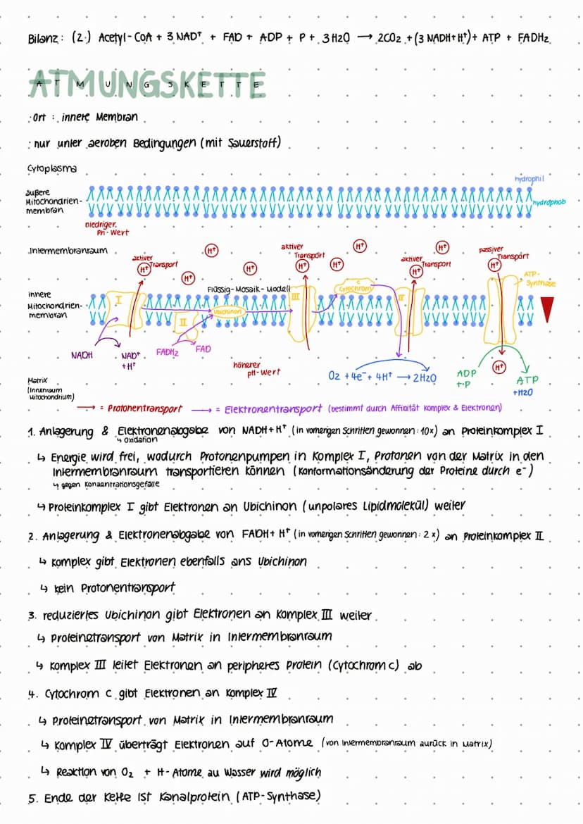 GLYKOLYSE
Ort: Zellplasma/Cytoplasma
LERNZETTEL ZELLATMUNG
-1 ATP
= 1 ATP
Energieinvestition.
.+ 2 ATP
Energiefreisetzung
+2ATP.
2x C3
2x C3