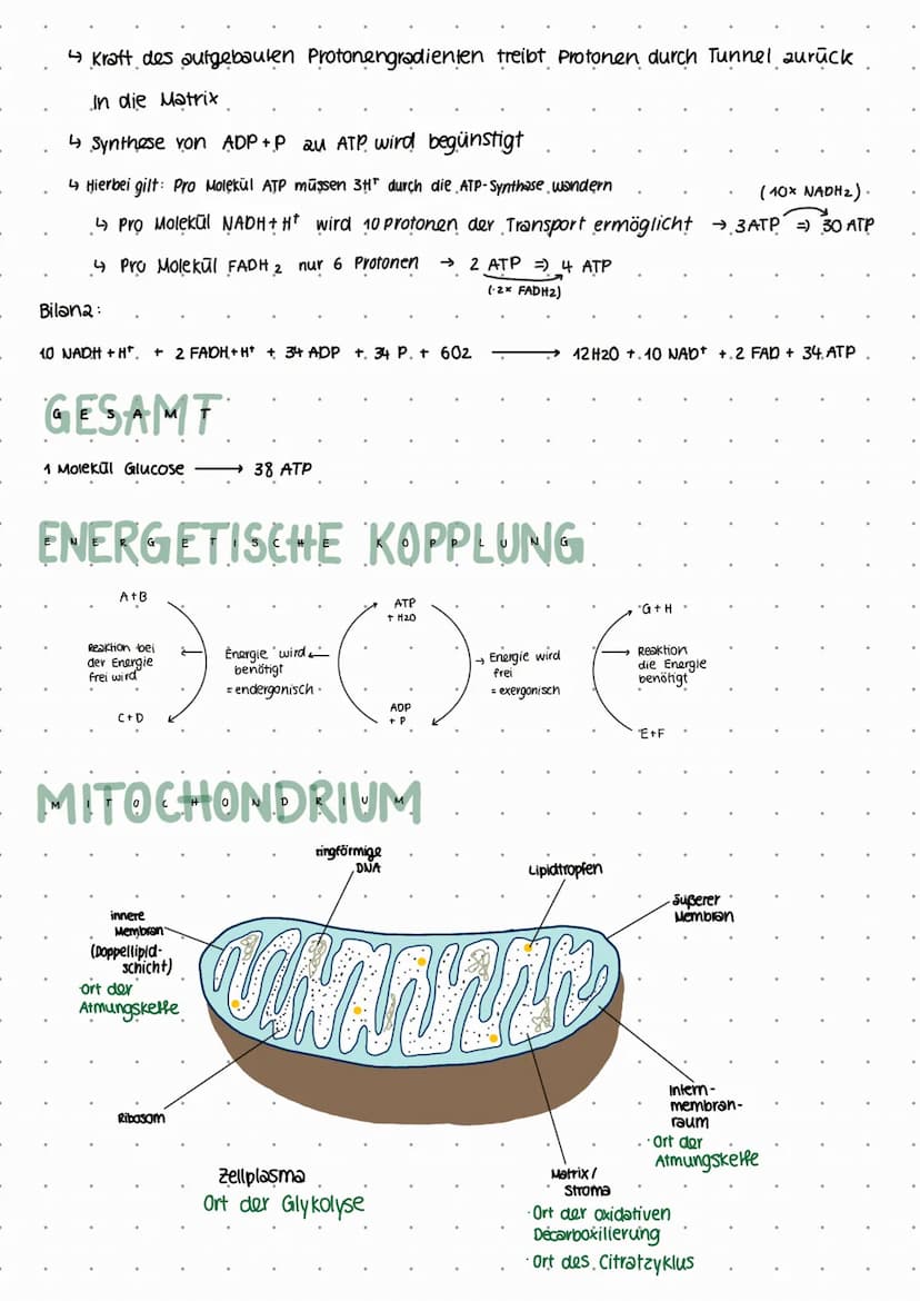 GLYKOLYSE
Ort: Zellplasma/Cytoplasma
LERNZETTEL ZELLATMUNG
-1 ATP
= 1 ATP
Energieinvestition.
.+ 2 ATP
Energiefreisetzung
+2ATP.
2x C3
2x C3