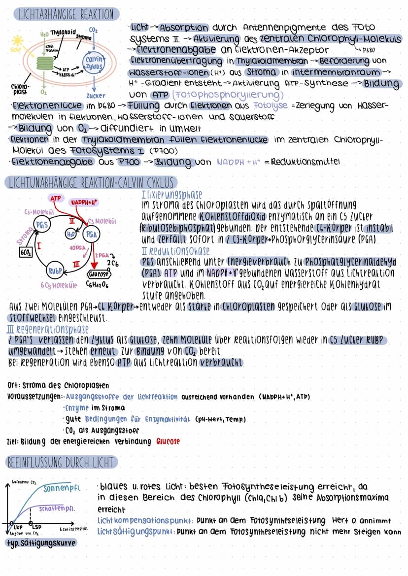 Fotosynthese
boppelmembran (Thylakoi amembran).
Stroma
-Thylokoid innenraum/intermembranraum
Granathylakoide
Ribosomen
Plastiden-DNA
AUFBAU 