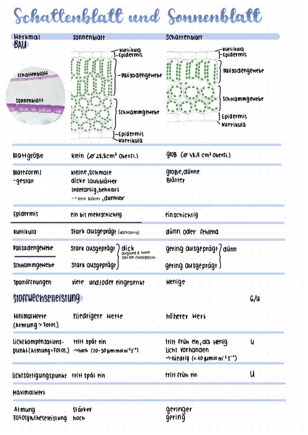 Fotosynthese
boppelmembran (Thylakoi amembran).
Stroma
-Thylokoid innenraum/intermembranraum
Granathylakoide
Ribosomen
Plastiden-DNA
AUFBAU 