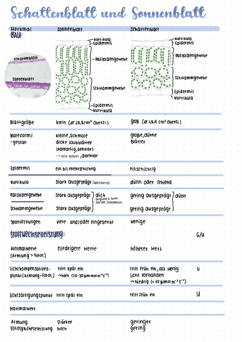 Fotosynthese
boppelmembran (Thylakoi amembran).
Stroma
-Thylokoid innenraum/intermembranraum
Granathylakoide
Ribosomen
Plastiden-DNA
AUFBAU 