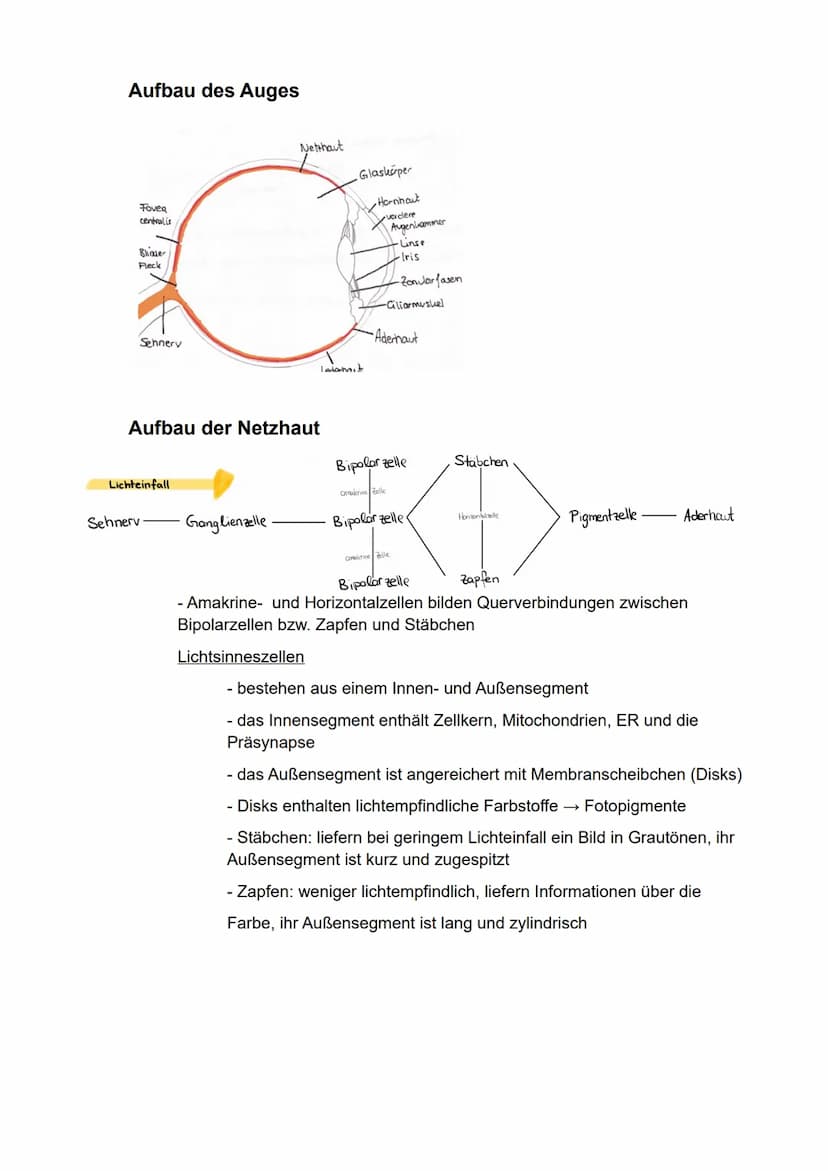 Biologie
eA
Semester 3
- Kommunikation in biologischen Systemen - Inhaltsverzeichnis
Neuronale Informationsverarbeitung..
Aufbau von Nervenz