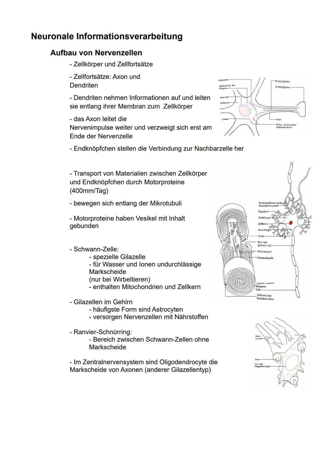 Biologie
eA
Semester 3
- Kommunikation in biologischen Systemen - Inhaltsverzeichnis
Neuronale Informationsverarbeitung..
Aufbau von Nervenz
