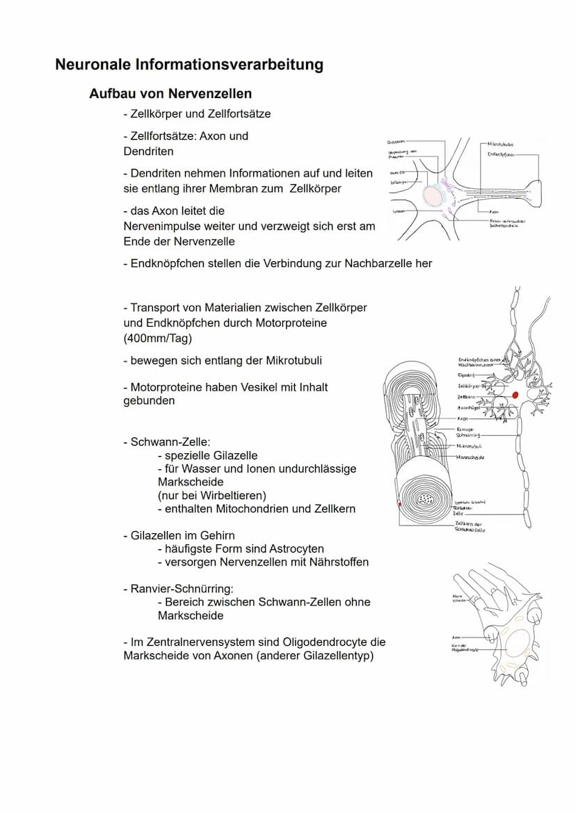 Biologie
eA
Semester 3
- Kommunikation in biologischen Systemen - Inhaltsverzeichnis
Neuronale Informationsverarbeitung..
Aufbau von Nervenz