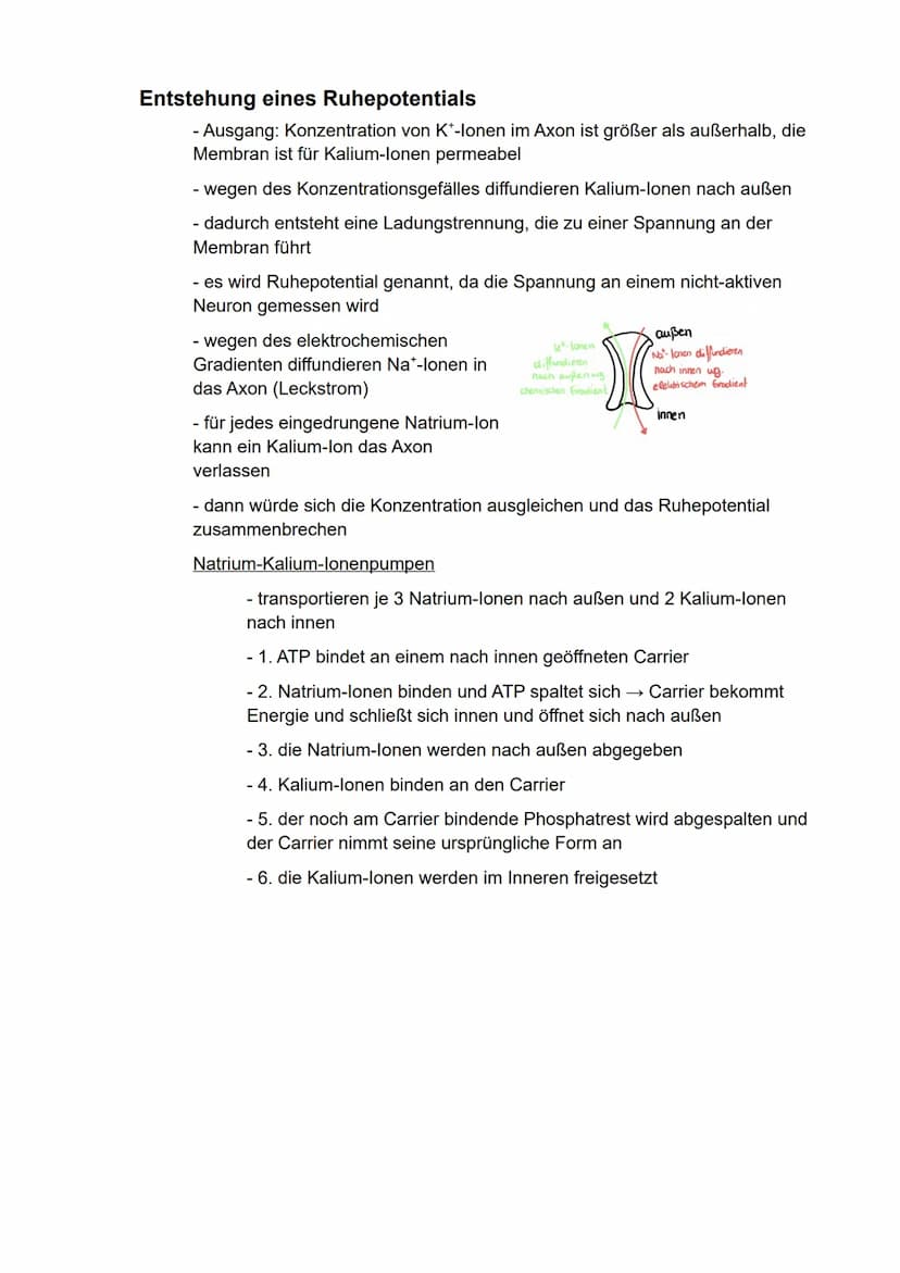 Biologie
eA
Semester 3
- Kommunikation in biologischen Systemen - Inhaltsverzeichnis
Neuronale Informationsverarbeitung..
Aufbau von Nervenz