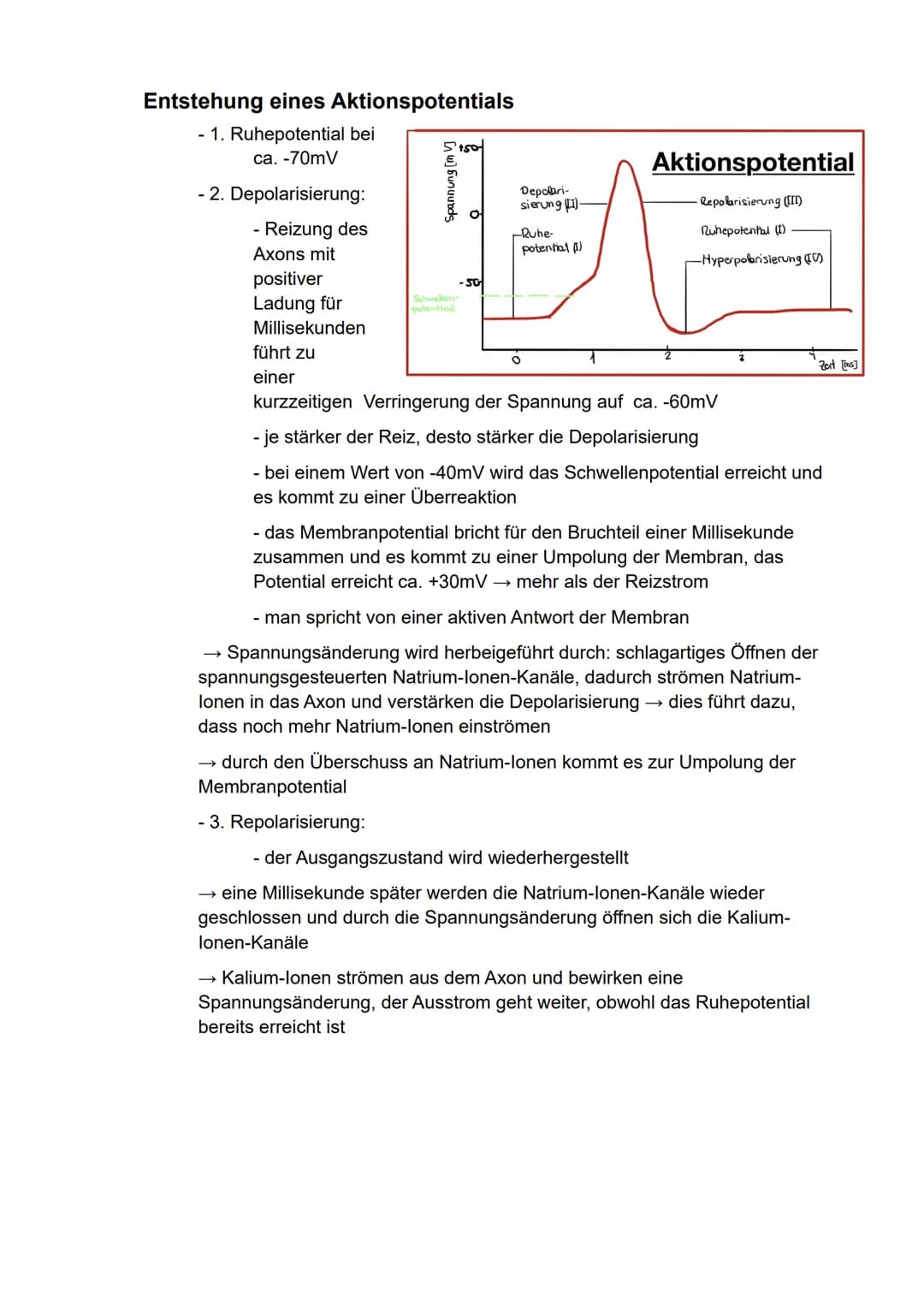 Biologie
eA
Semester 3
- Kommunikation in biologischen Systemen - Inhaltsverzeichnis
Neuronale Informationsverarbeitung..
Aufbau von Nervenz