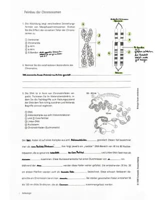 Know  Chromosomen  thumbnail