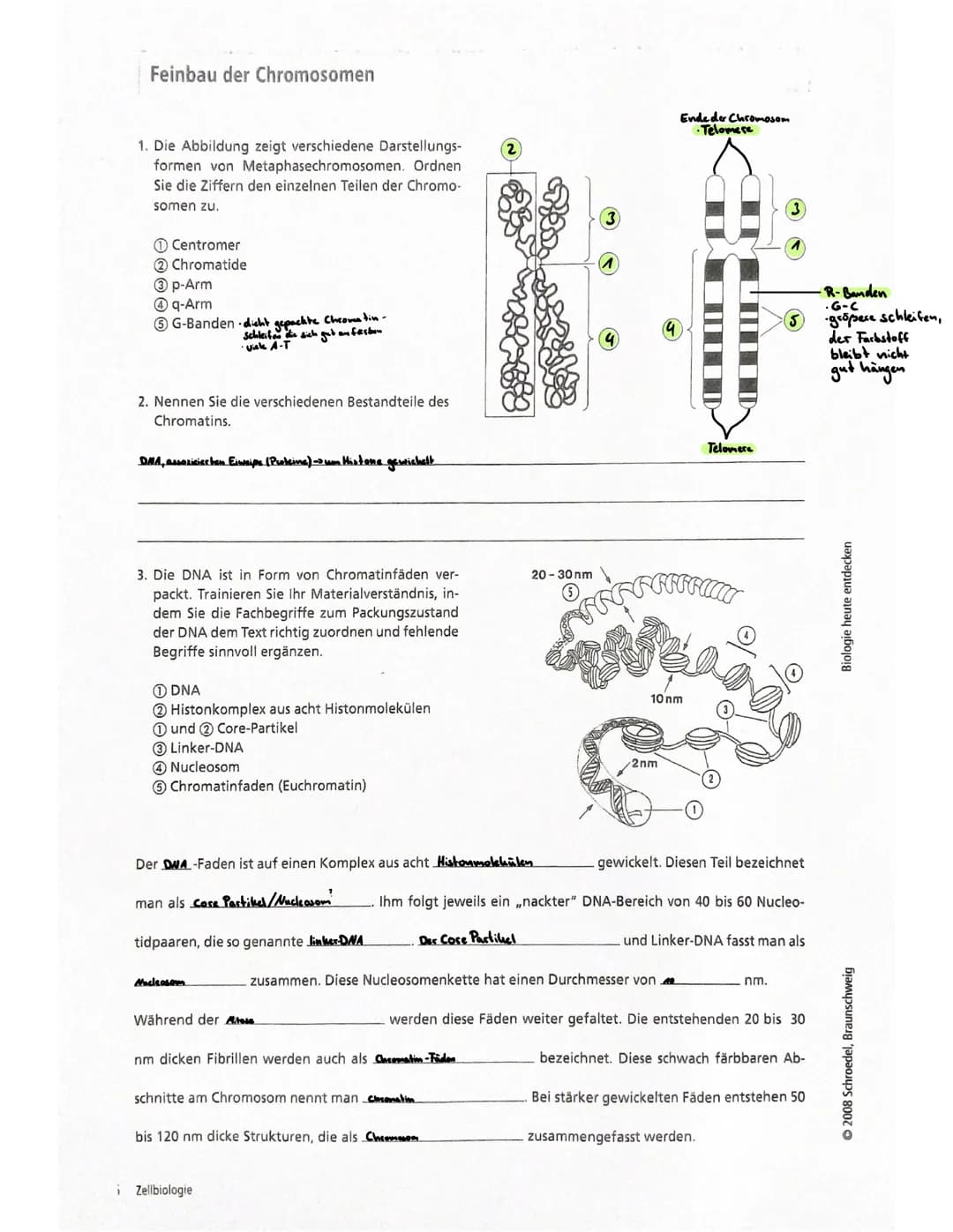 Feinbau der Chromosomen
1. Die Abbildung zeigt verschiedene Darstellungs-
formen von Metaphasechromosomen. Ordnen
Sie die Ziffern den einzel