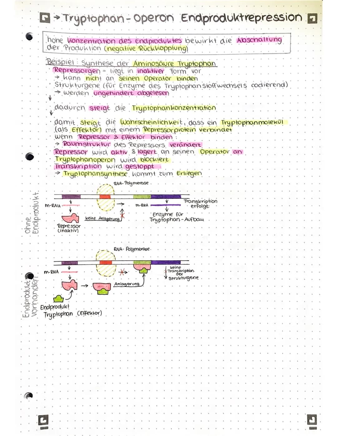 GENREGULATION BEI PROKARYOTEN
Lac- Operon Substratinduktion
=
konstitutive Gene Gene, die ständig transkribiert werden
regulierte Gene - Gen