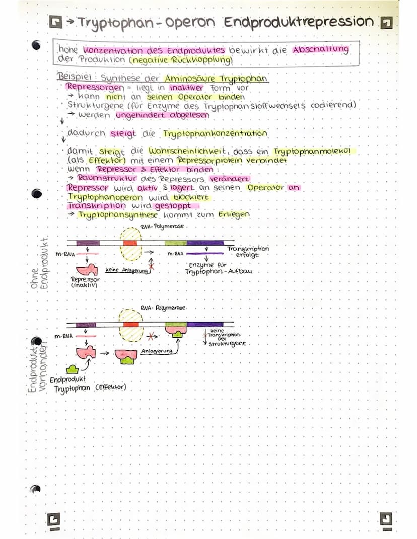 GENREGULATION BEI PROKARYOTEN
Lac- Operon Substratinduktion
=
konstitutive Gene Gene, die ständig transkribiert werden
regulierte Gene - Gen