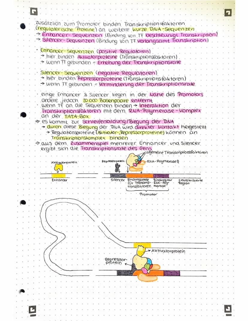 GENREGULATION BEI PROKARYOTEN
Lac- Operon Substratinduktion
=
konstitutive Gene Gene, die ständig transkribiert werden
regulierte Gene - Gen