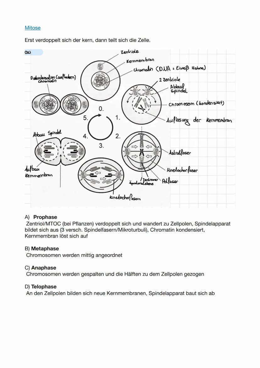 Biologie Klausur 11/2/ GENETIK
Molekulare Genetik
1. DNA - Das Erbgut
Informationsträger ist die Desoxyribo-Nuklein-Säure (engl. DNA)
Ausnah