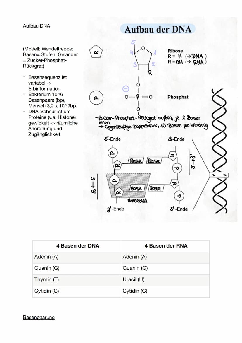 Biologie Klausur 11/2/ GENETIK
Molekulare Genetik
1. DNA - Das Erbgut
Informationsträger ist die Desoxyribo-Nuklein-Säure (engl. DNA)
Ausnah