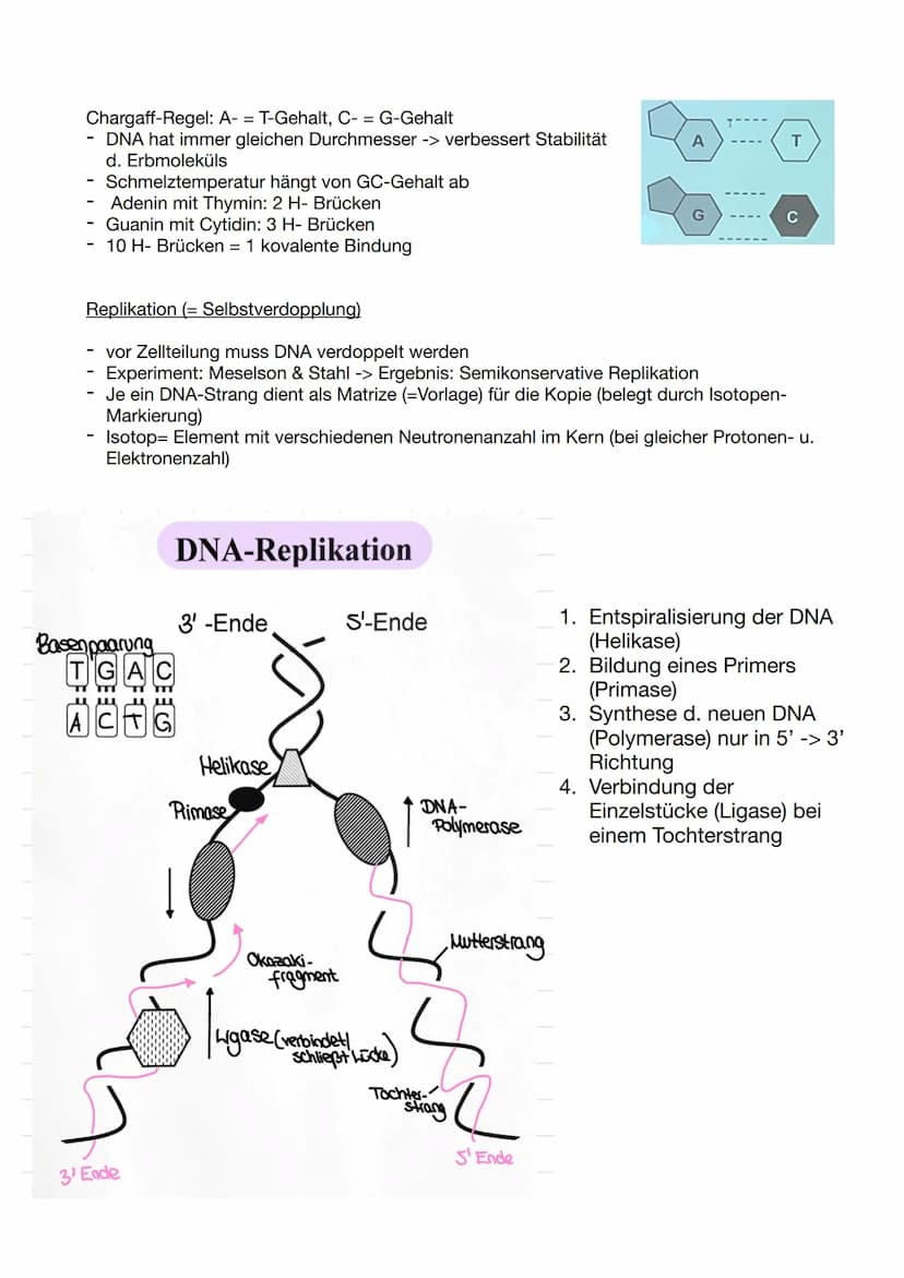Biologie Klausur 11/2/ GENETIK
Molekulare Genetik
1. DNA - Das Erbgut
Informationsträger ist die Desoxyribo-Nuklein-Säure (engl. DNA)
Ausnah
