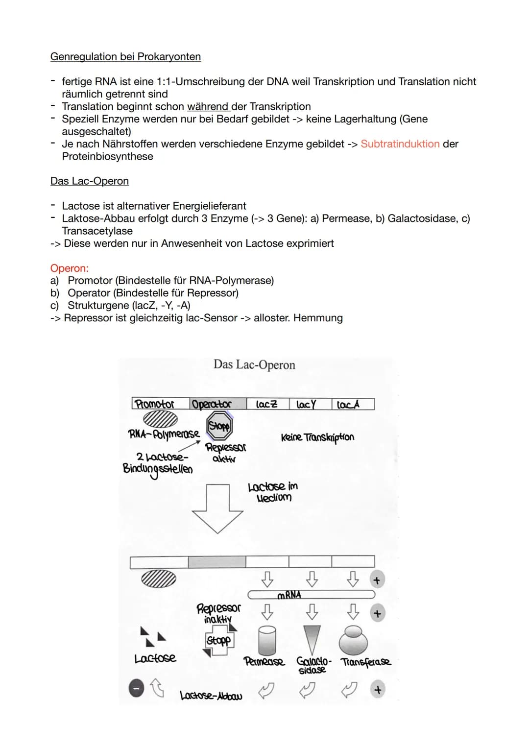 Biologie Klausur 11/2/ GENETIK
Molekulare Genetik
1. DNA - Das Erbgut
Informationsträger ist die Desoxyribo-Nuklein-Säure (engl. DNA)
Ausnah