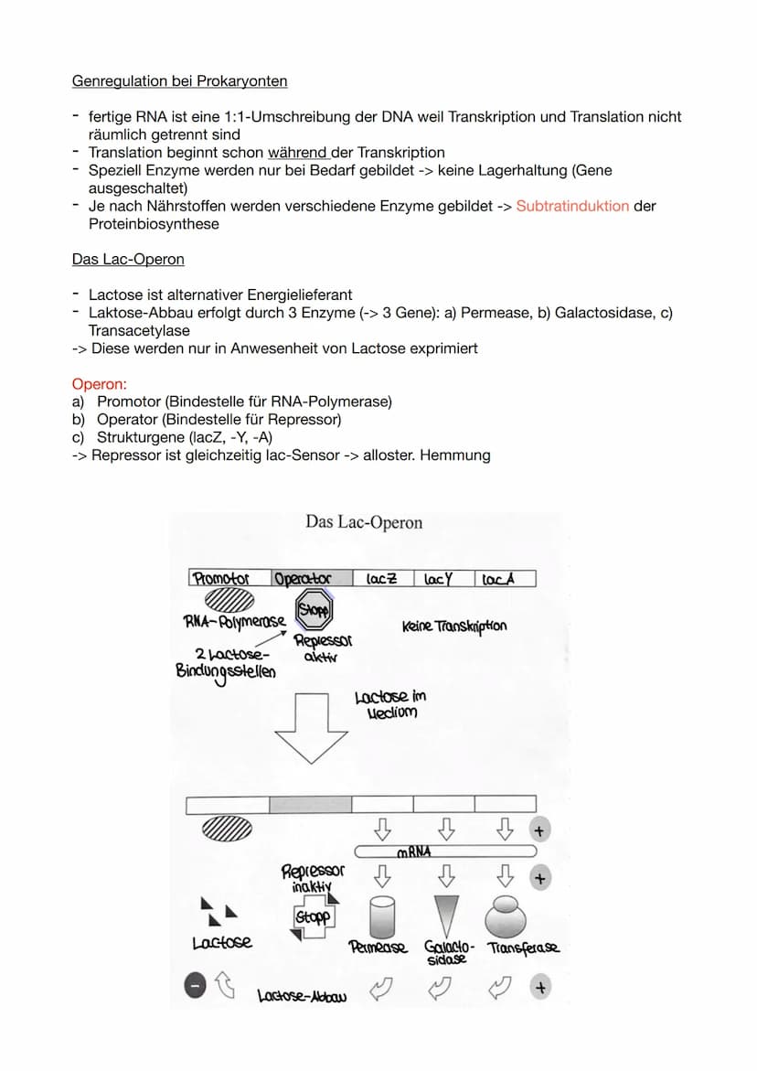 Biologie Klausur 11/2/ GENETIK
Molekulare Genetik
1. DNA - Das Erbgut
Informationsträger ist die Desoxyribo-Nuklein-Säure (engl. DNA)
Ausnah