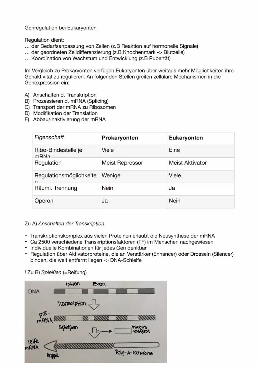 Biologie Klausur 11/2/ GENETIK
Molekulare Genetik
1. DNA - Das Erbgut
Informationsträger ist die Desoxyribo-Nuklein-Säure (engl. DNA)
Ausnah