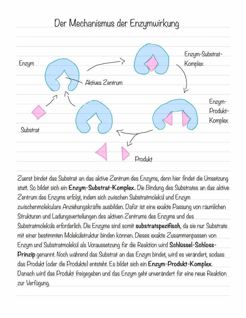 故 Molekulare Grundlagen
Atome:
- bestehen aus einem Atomkern (positiv geladen) und einer Atomhülle (negativ geladen)
- kommen meist als Best