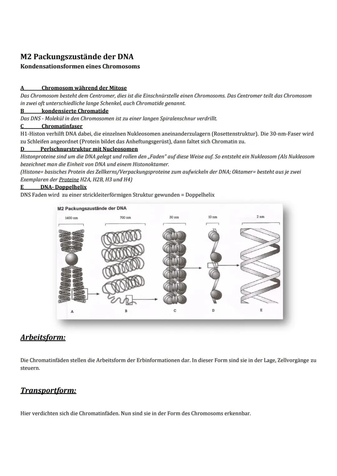 Der Zellzyklus
Nummer 1.
A-G1 Phase
Gap-Phase: Zelle wächst und baut Organellen und andere Bestandteile
der Zelle, wie Enzyme auf
B-S Phase
