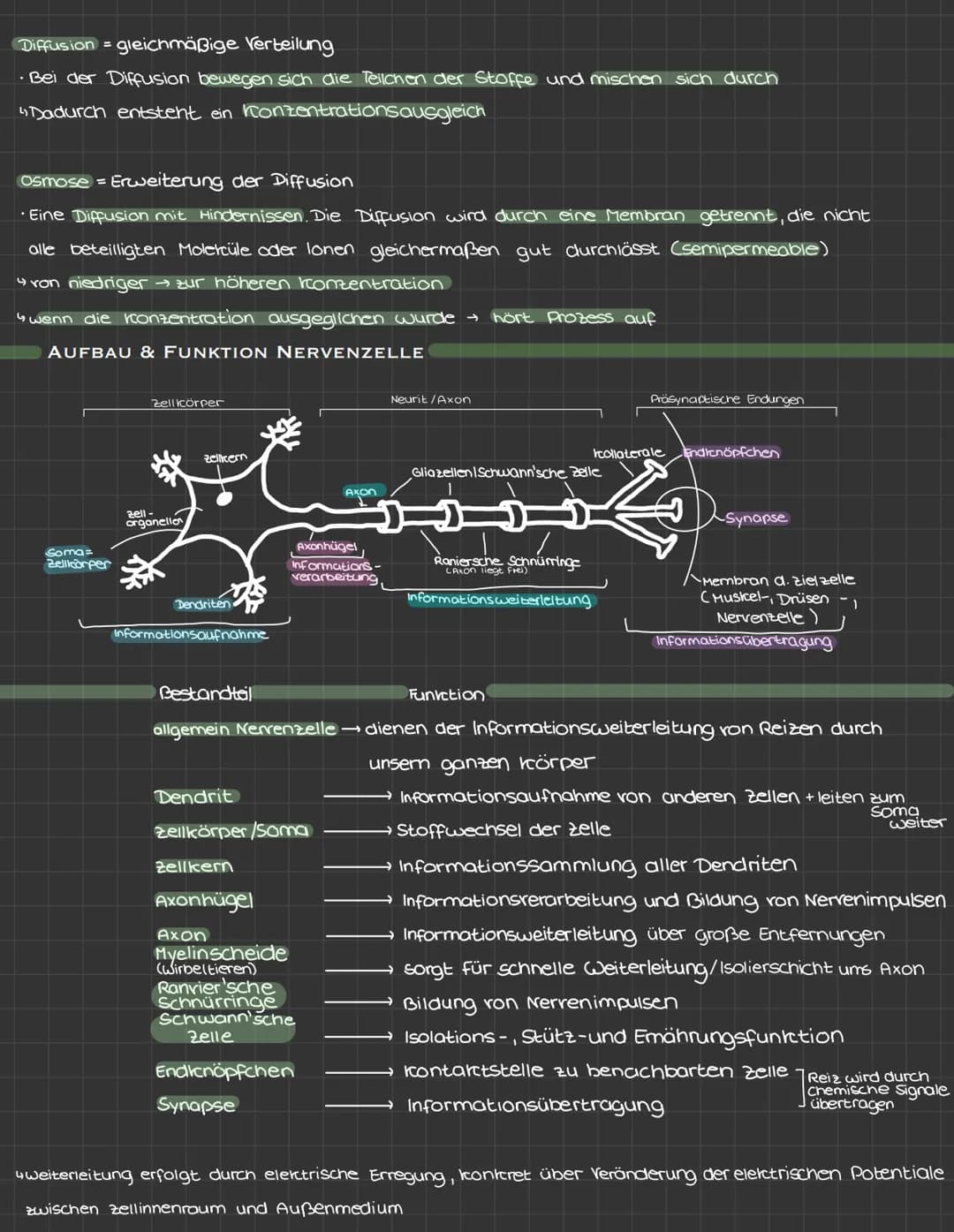 Themen:
• Reiz-Reaktions-Schema
• Brownische Molekularbewegung
• Aufbau und Funktion einer Nervenzelle
• Ruhepotential und Arctionspotential