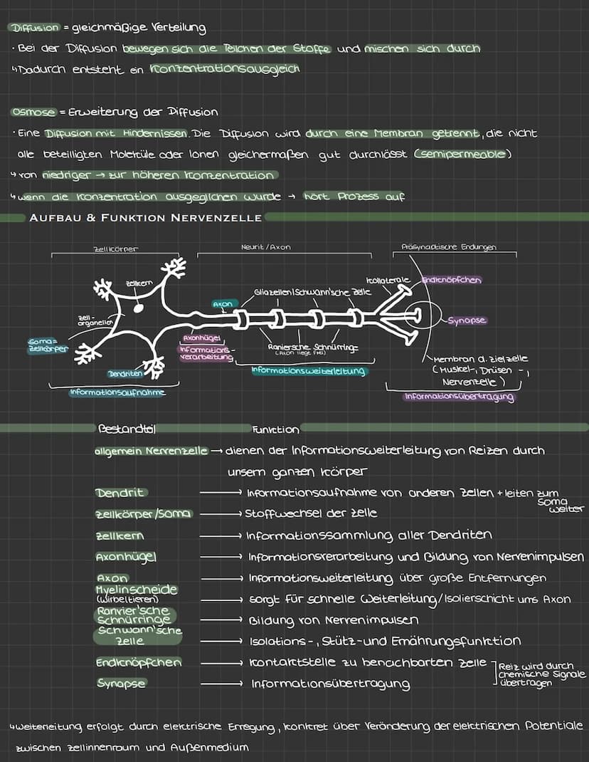 Themen:
• Reiz-Reaktions-Schema
• Brownische Molekularbewegung
• Aufbau und Funktion einer Nervenzelle
• Ruhepotential und Arctionspotential