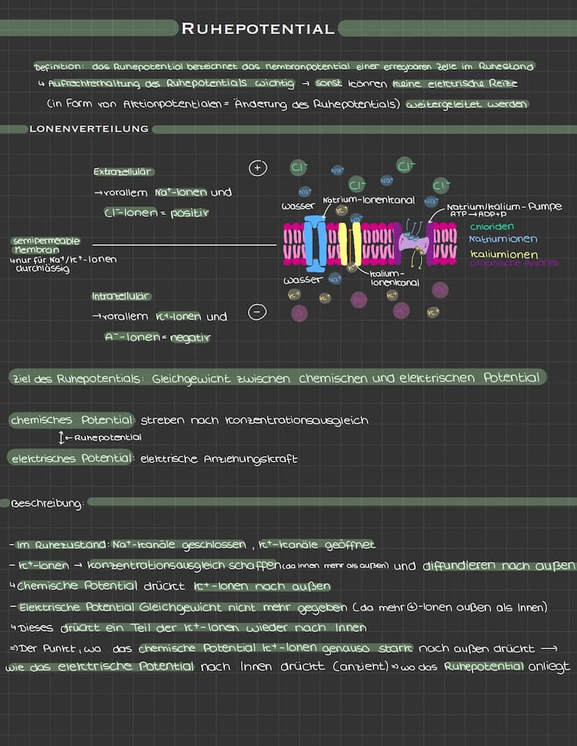 Themen:
• Reiz-Reaktions-Schema
• Brownische Molekularbewegung
• Aufbau und Funktion einer Nervenzelle
• Ruhepotential und Arctionspotential