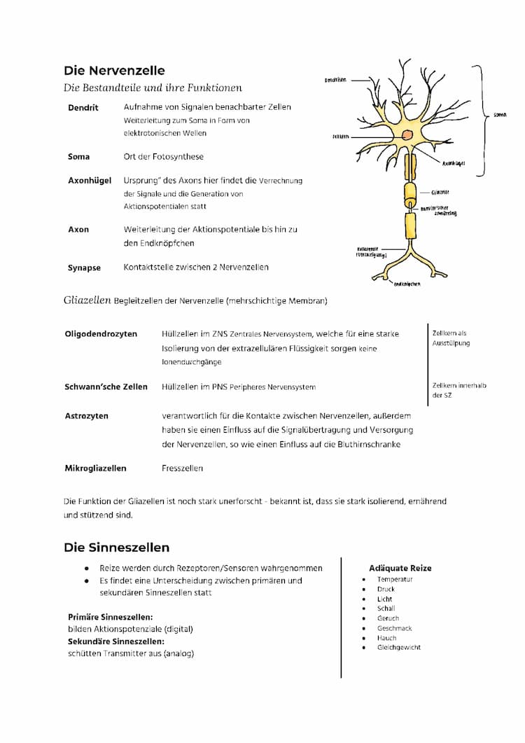 Know Neurobiologie Zusammenfassung thumbnail