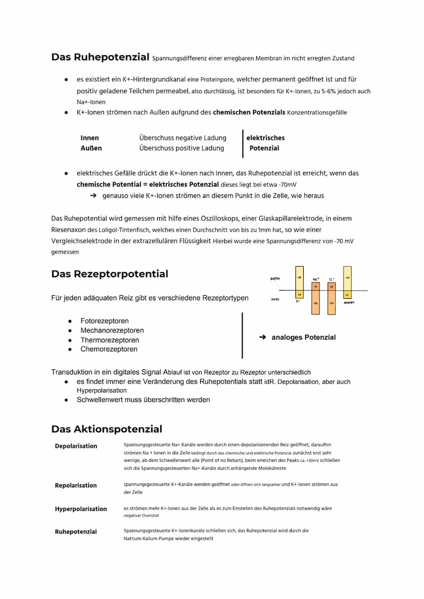 Die Nervenzelle
Die Bestandteile und ihre Funktionen
Dendrit
Soma
Axon
Axonhügel Ursprung" des Axons hier findet die Verrechnung
der Signale