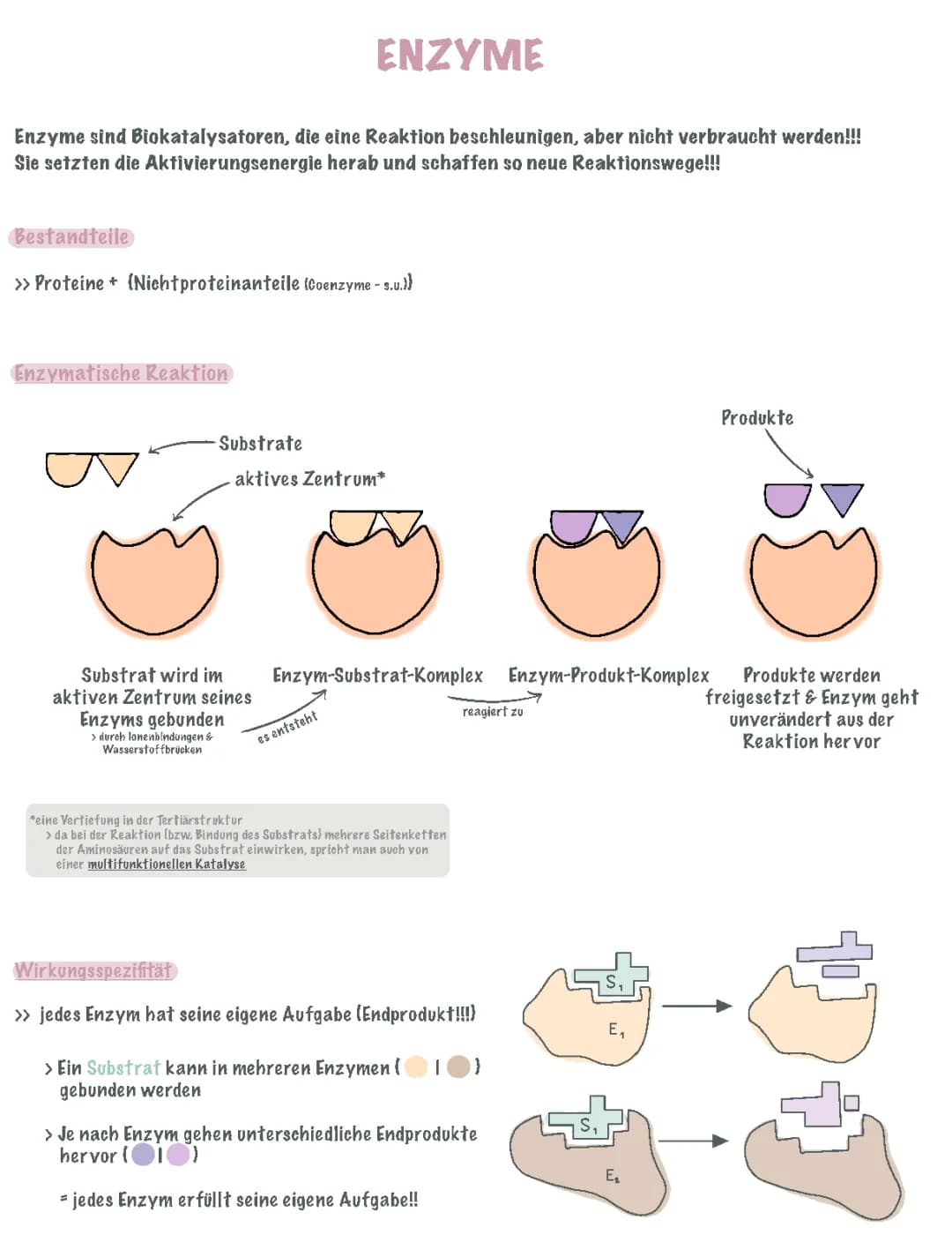 Enzyme 