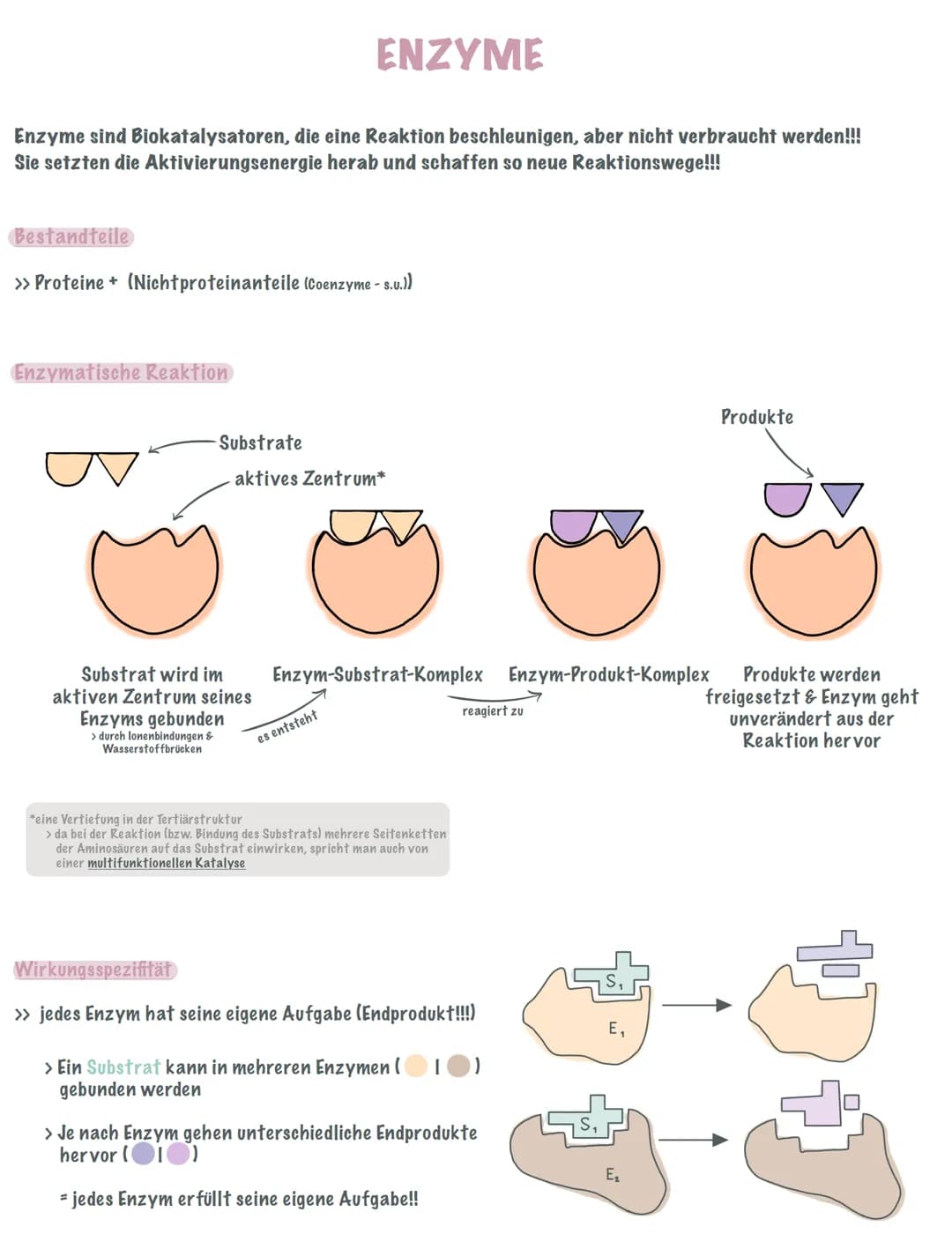 Enzyme sind Biokatalysatoren, die eine Reaktion beschleunigen, aber nicht verbraucht werden!!!
Sie setzten die Aktivierungsenergie herab und