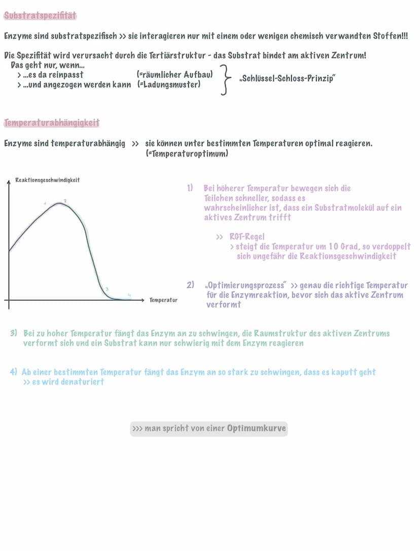 Enzyme sind Biokatalysatoren, die eine Reaktion beschleunigen, aber nicht verbraucht werden!!!
Sie setzten die Aktivierungsenergie herab und