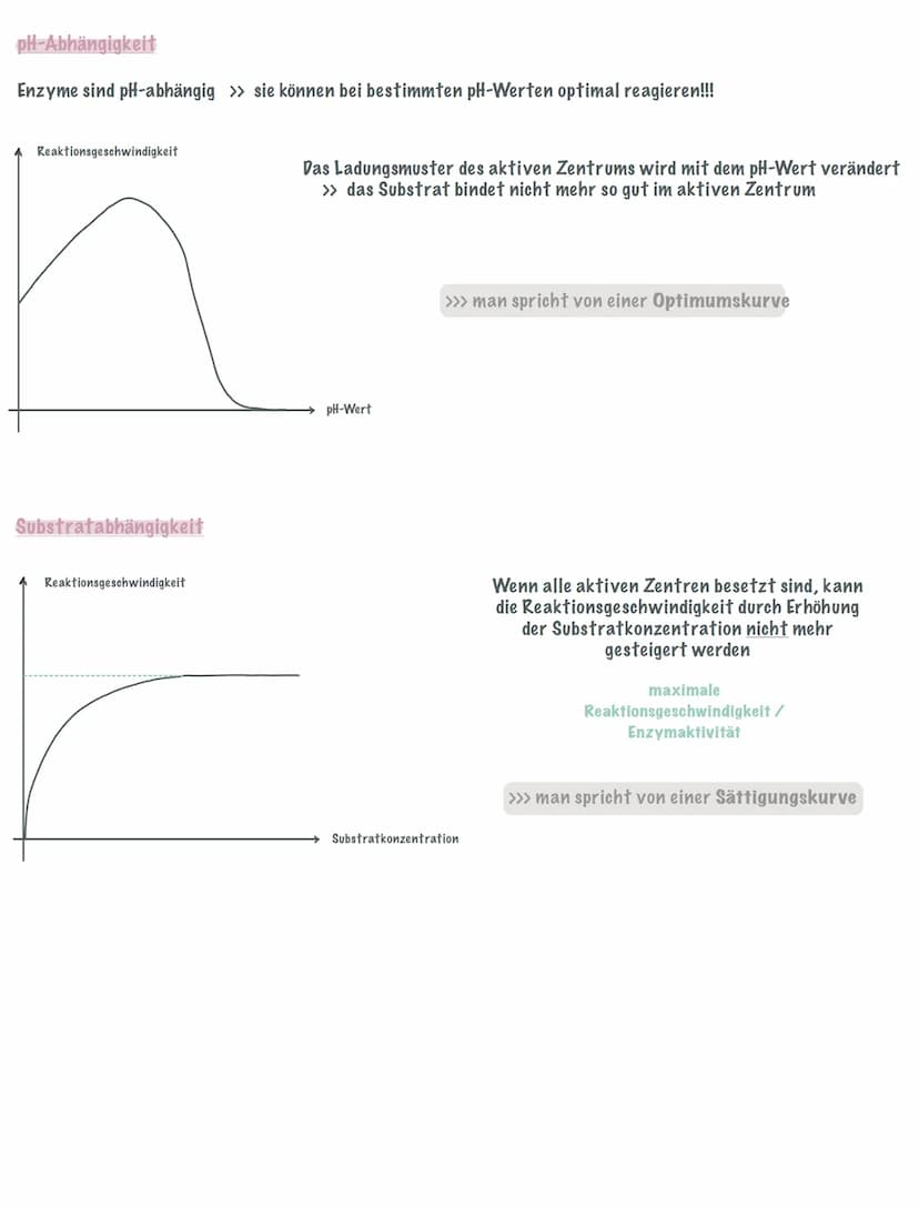 Enzyme sind Biokatalysatoren, die eine Reaktion beschleunigen, aber nicht verbraucht werden!!!
Sie setzten die Aktivierungsenergie herab und