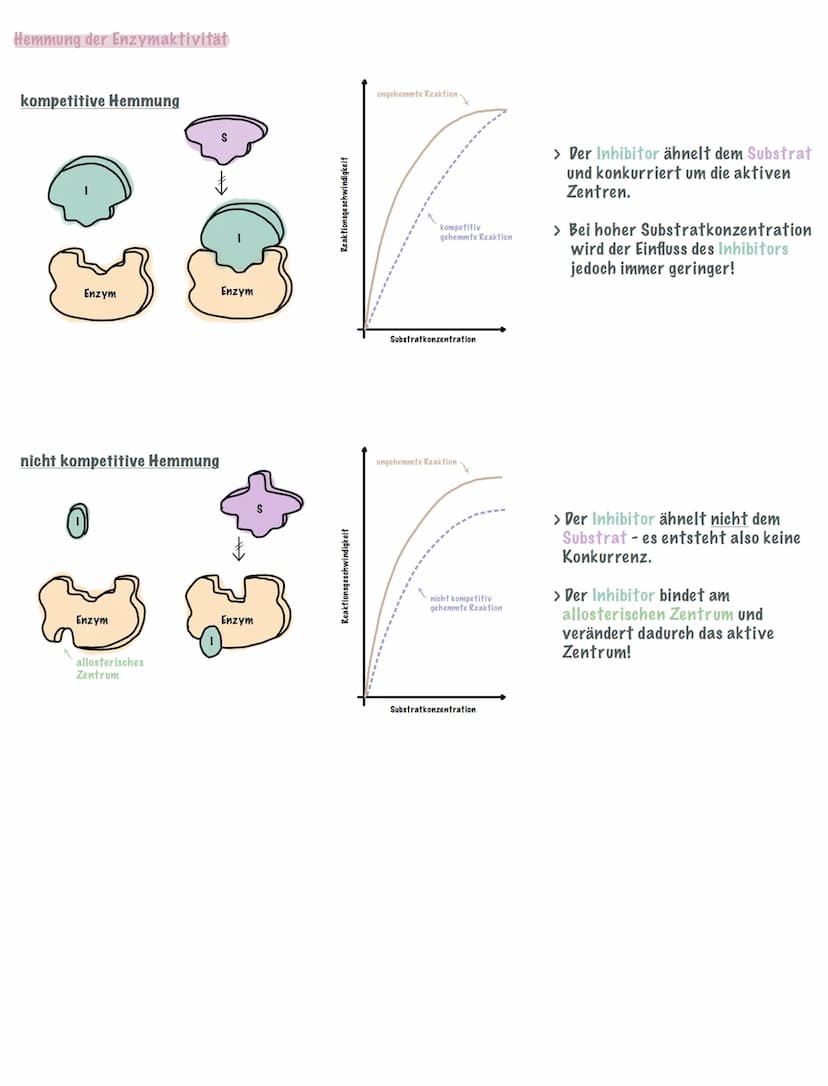 Enzyme sind Biokatalysatoren, die eine Reaktion beschleunigen, aber nicht verbraucht werden!!!
Sie setzten die Aktivierungsenergie herab und