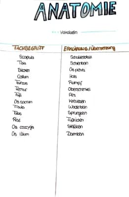 Know anatomie lernzettel Vokabeln  thumbnail