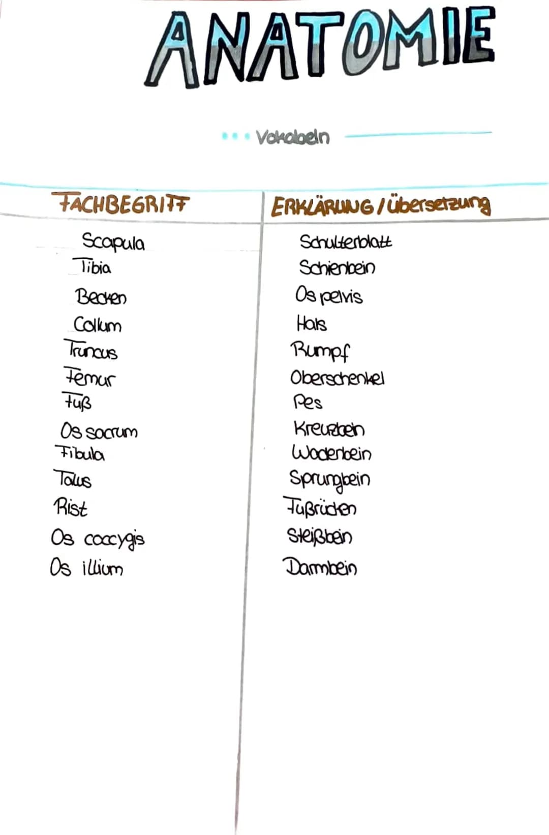 ANATOMIE
FACHBEGRITT
Scapula
Tibia
Becken
Collum
Truncus
Temur
Fuß
Os sacrum
Fibula
Talus
Rist
Os coccygis
Os illium
...Vokabeln
ERKLÄRUNG/Ü